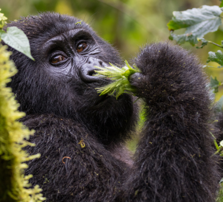 Departure from Bwindi NP