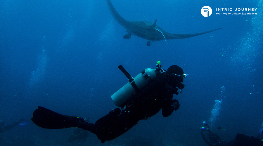  snorkeling with manta rays in Indonesia