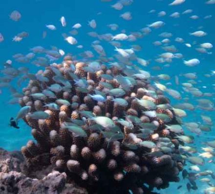 Ashmore Reef