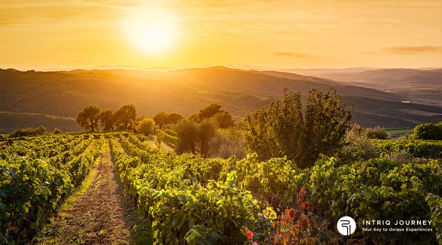 Vineyard in Tuscany