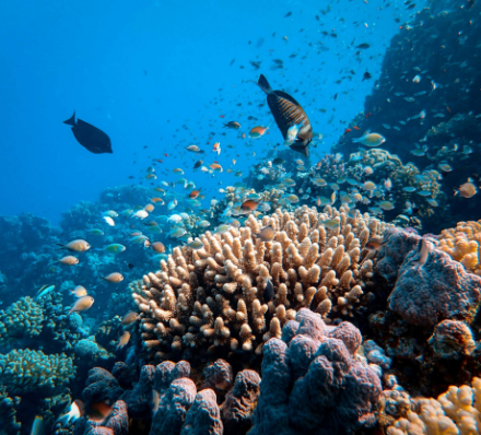 Great Barrier Reef