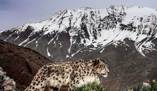 11 DAYS LADAKH: SNOW LEOPARD EXPEDITION (17 – 27 MAR 2027)