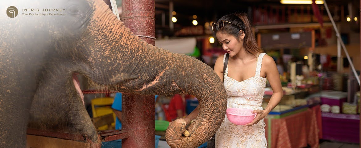A traveler interacting with an elephant responsibly in Thailand.
