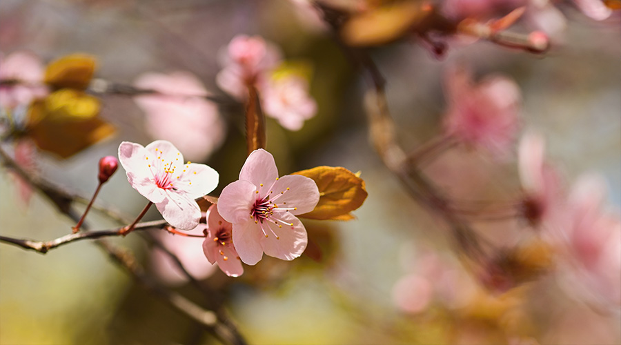 Close-up of delicate pink spring cherry blossoms opening on a branch.