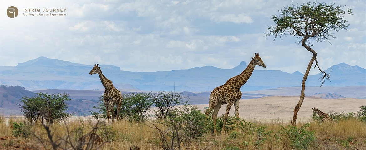 Intriq Journey luxury safari highlighting ethical wildlife tourism experiences.