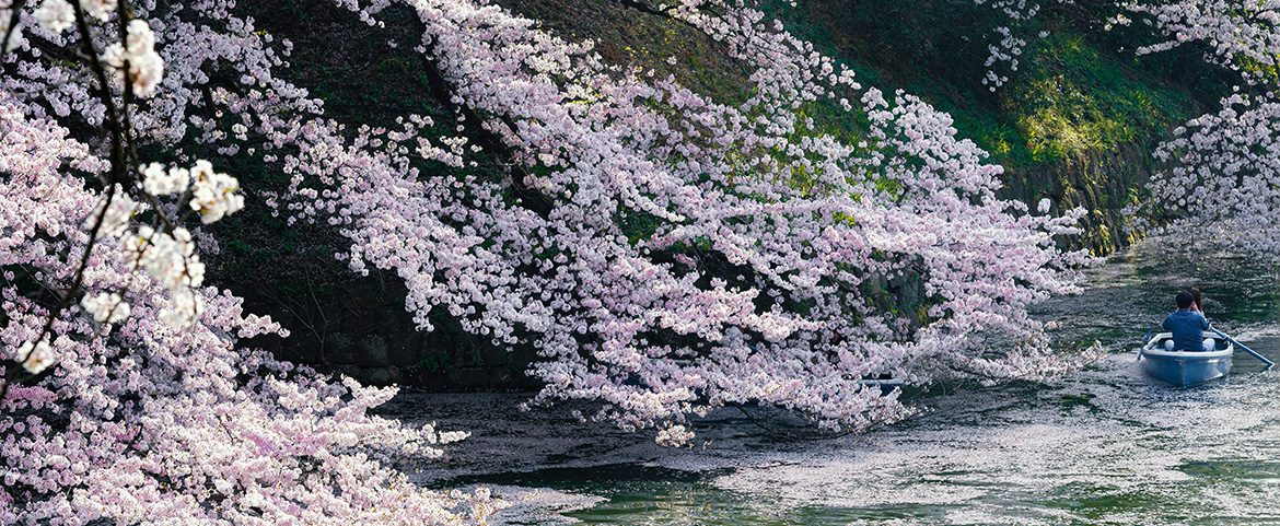 Person rowing a small blue boat down a river beneath overhanging cherry blossoms.