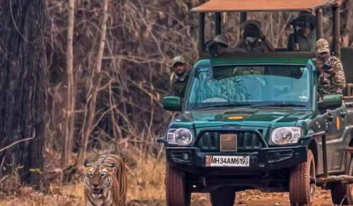 *NEW* 8 DAYS CENTRAL INDIA BENGAL TIGER & FOREST TREASURES (04 – 11 DEC 2027)
