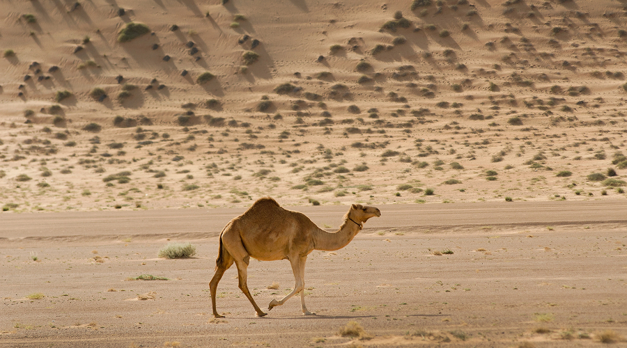 Lone camel walking across vast Gobi Desert sand dunes.