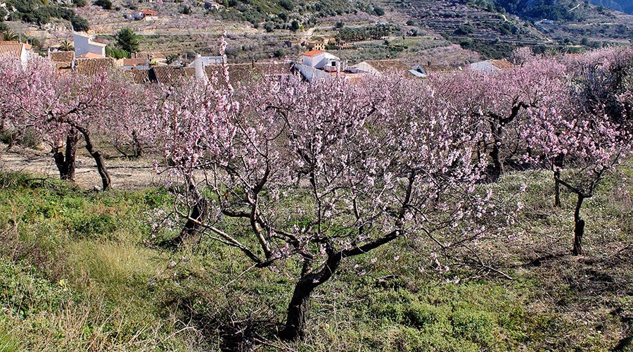 Blooming pink peach trees on a terraced mountain hillside.