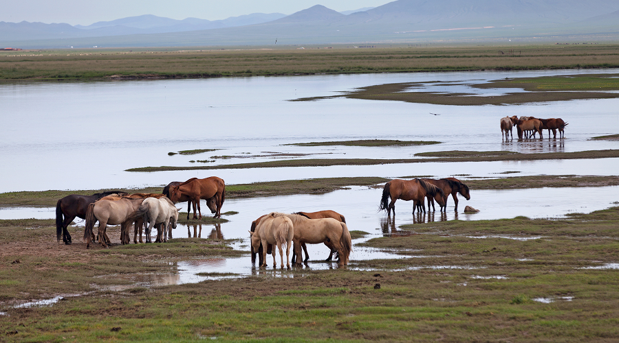 Herd of horses resting by a river in Mongolia.