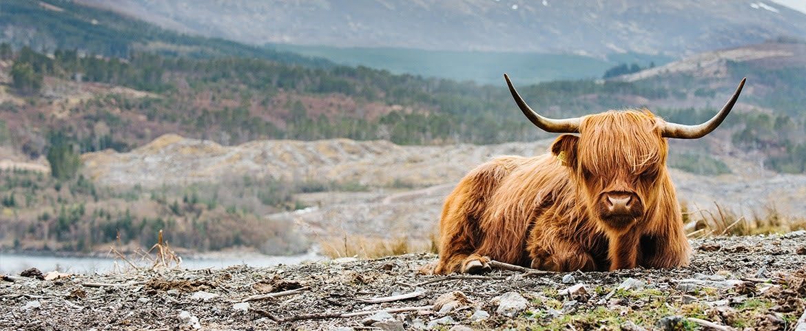 Shaggy long-haired cattle resting on an alpine mountain ridge.