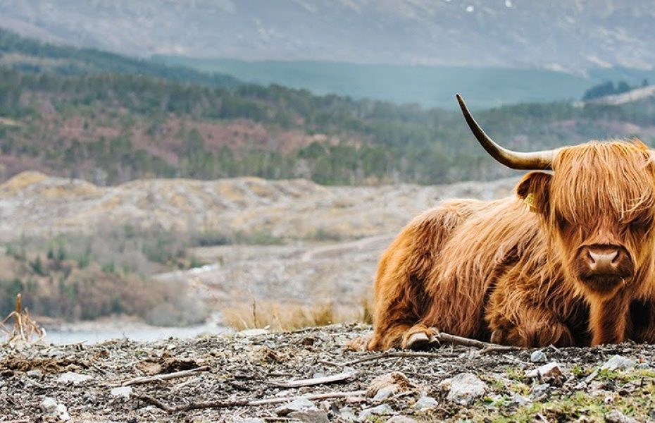 Nyingchi Altitude and Acclimatisation: How Travellers Adjust Before Exploring Tibet