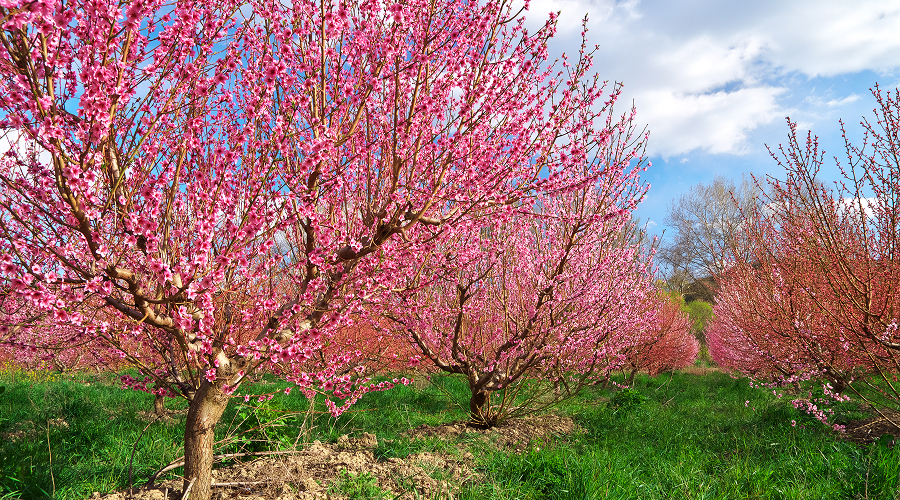 Vibrant pink peach blossoms blooming in a Tibetan river valley.