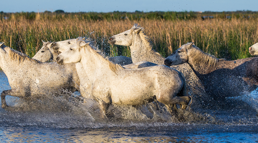 White horses galloping through water, showing wild horse culture.