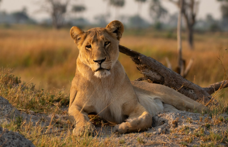 &Beyond – Fly Me Around Botswana