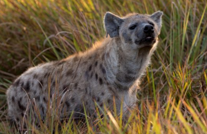 Wilderness Safaris – Complimentary Flights/Transfers