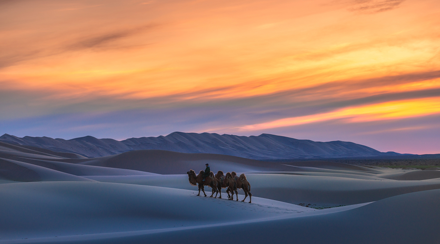 Camels-walking-across-Gobi-Desert-sand-dunes-at-sunset