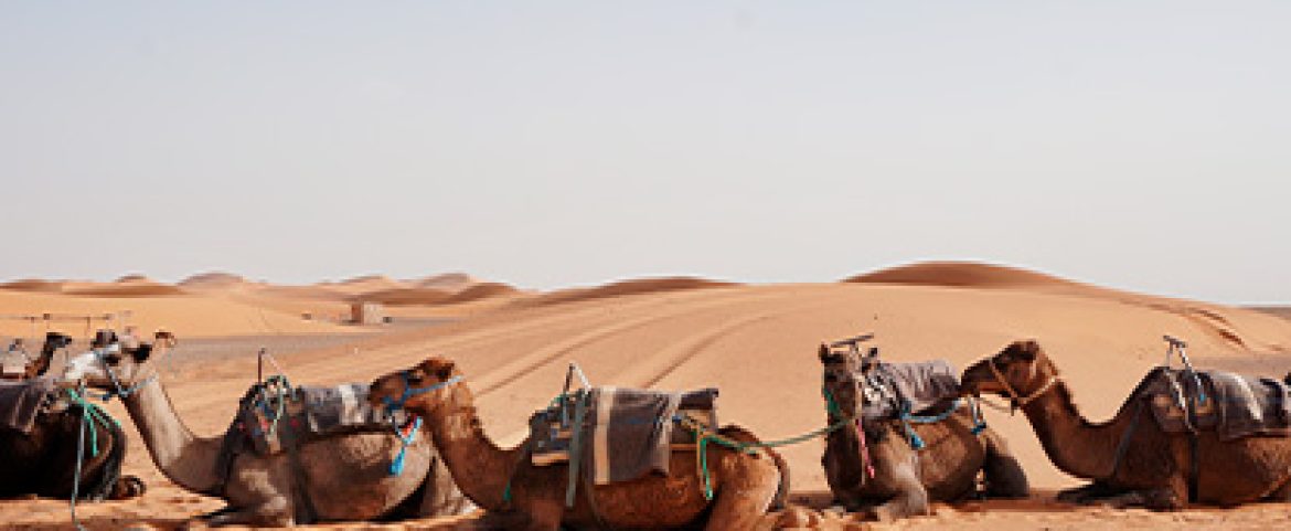 Line of camels resting in golden desert sand dunes.