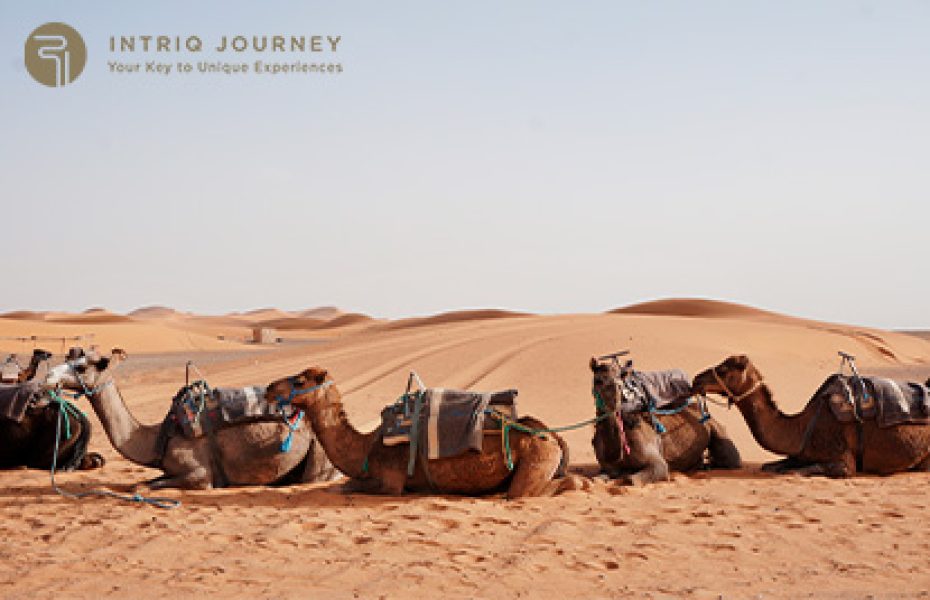 Summer in the Mongolian Steppe: Wildflowers, Nomadic Migrations, and Open Horizons