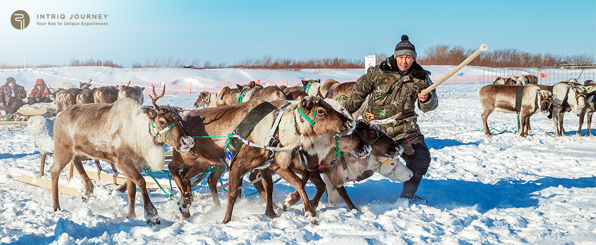 Herder with reindeer team pulled up on snow landscape.