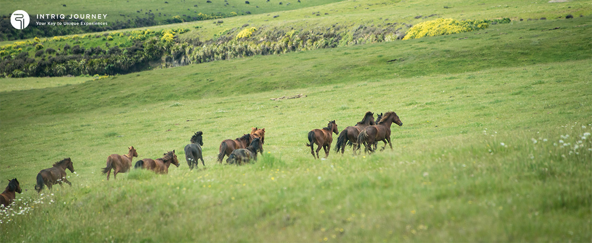Herd of wild horses running through a green pasture valley.